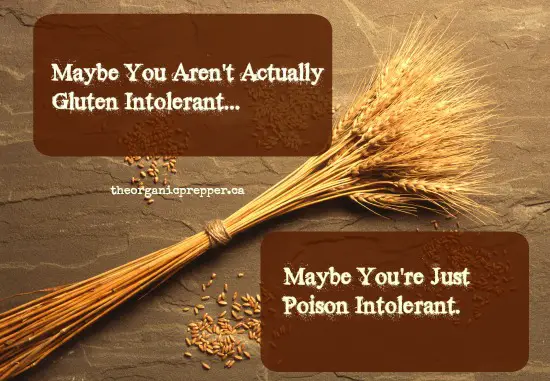 Maybe You Are Not Gluten Intolerant. Maybe You Are Poison Intolerant.