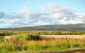 monsanto corn fields