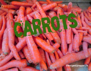 What to do with 25 pounds of carrots