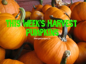 this weeks harvest pumpkins