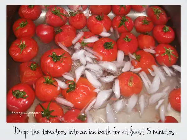 Drop the tomatoes in an ice bath
