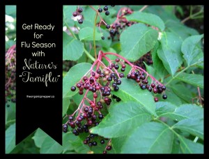 Get ready for flu season with elderberry extract
